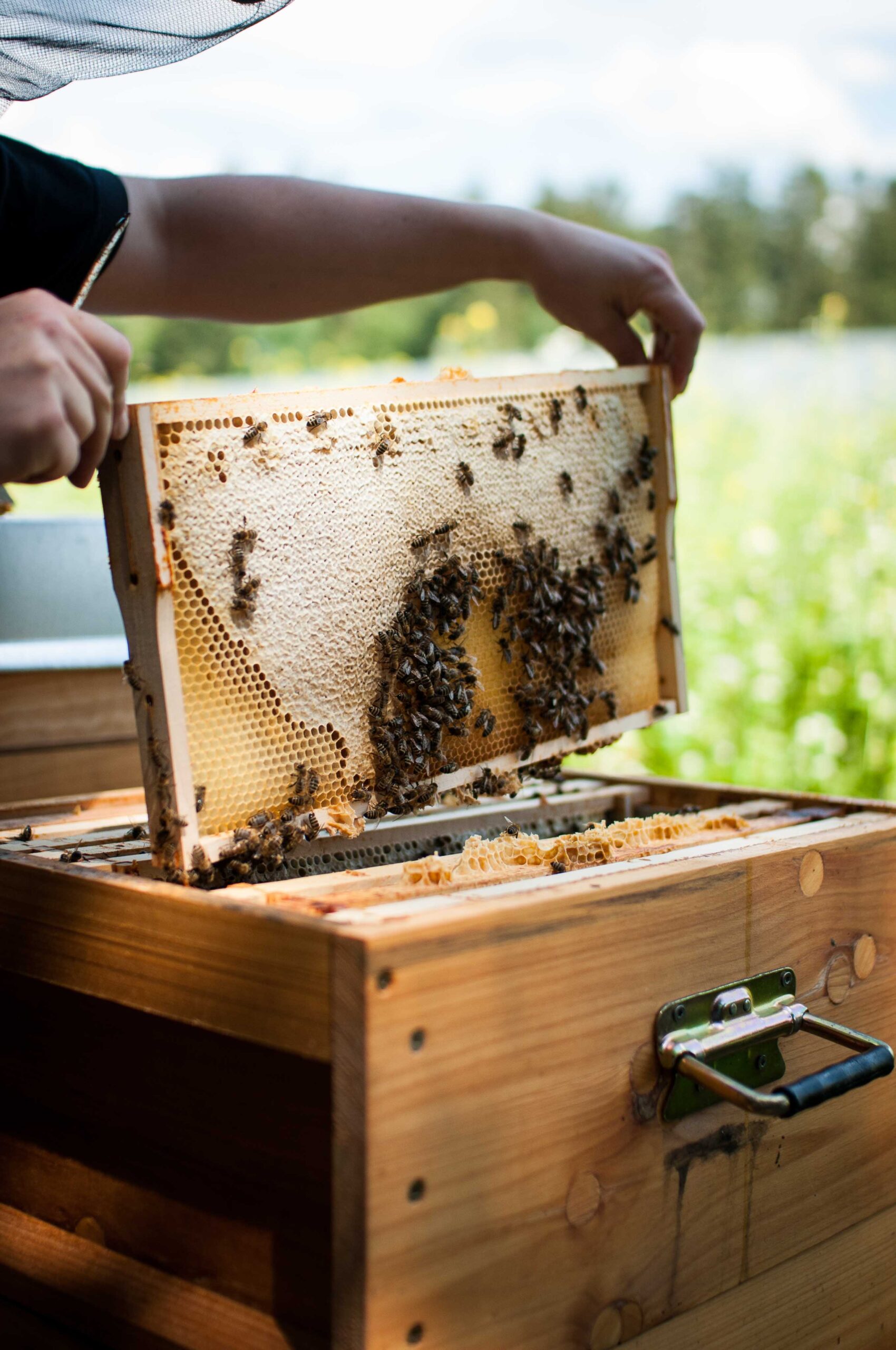 Bienen Honig Waben
